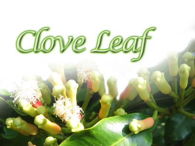 CLOVE LEAF OIL - Rakesh Sandal Industries